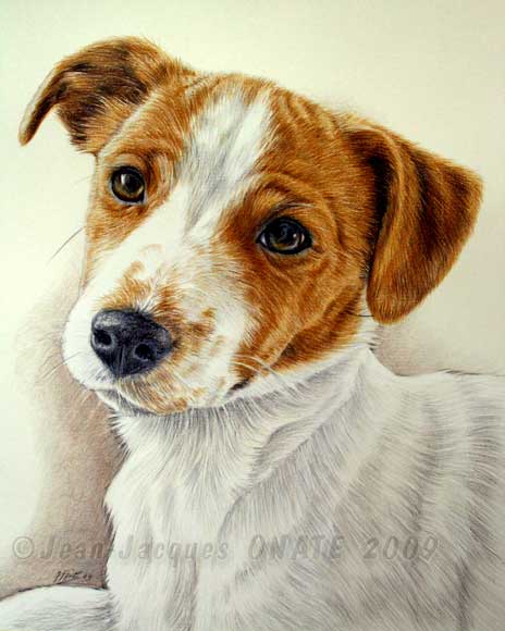 Portrait de la Jack Russell Tina dessin au crayon de couleur